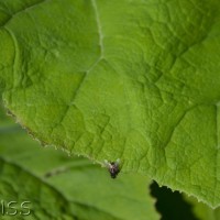 Common Butterbur